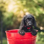 捨て犬や保護犬を家族に迎える際に気を付けたいポイントを解説したガイドのアイキャッチ画像