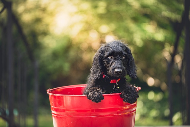捨て犬や保護犬を家族に迎える際に気を付けたいポイントを解説したガイドのアイキャッチ画像