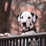 犬のお留守番を安心して成功させるために、心理学に基づいた8つの戦略と犬種ごとの対処法を解説する完全ガイドのアイキャッチ画像