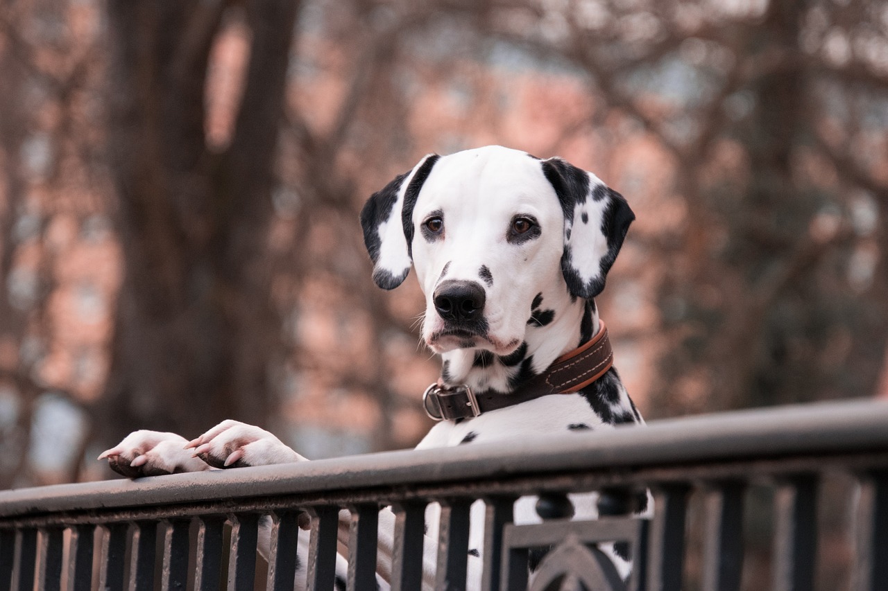 犬のお留守番を安心して成功させるために、心理学に基づいた8つの戦略と犬種ごとの対処法を解説する完全ガイドのアイキャッチ画像