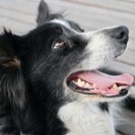 犬の鳴き声によるご近所トラブルを解決するための9つの効果的な対策を紹介した完全ガイドのアイキャッチ画像