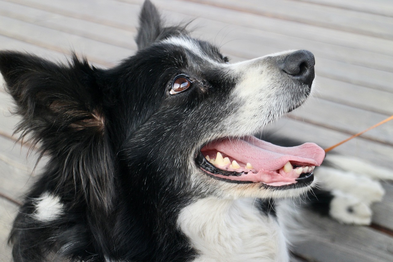 犬の鳴き声によるご近所トラブルを解決するための9つの効果的な対策を紹介した完全ガイドのアイキャッチ画像