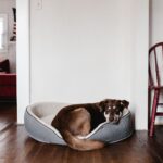 犬の仕草から気持ちを読み取る方法を、獣医行動学の視点でわかりやすく解説した完全ガイドのアイキャッチ画像