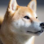 犬のトイレトレーニングを成功させるための7つのステップと犬種別アプローチをわかりやすく解説した完全ガイドのアイキャッチ画像