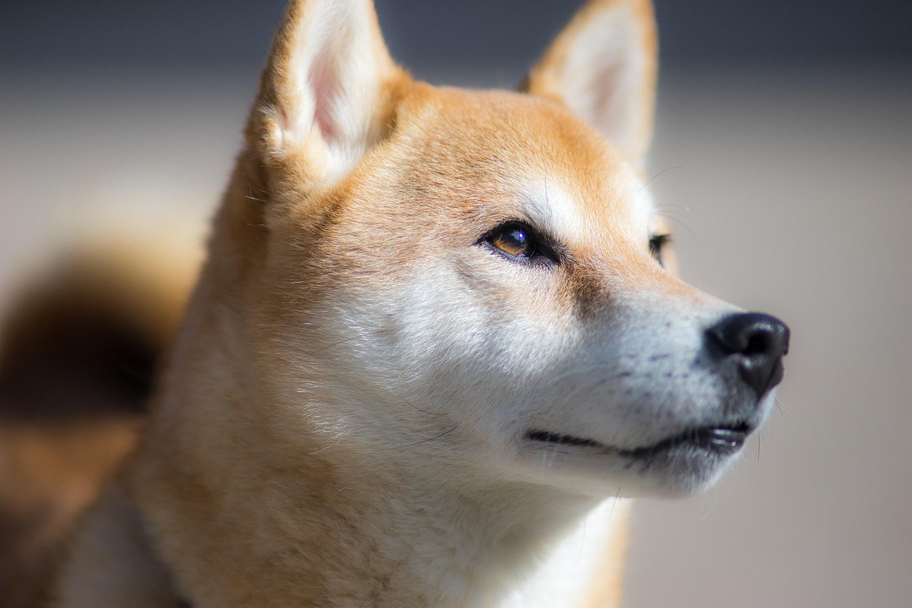 犬のトイレトレーニングを成功させるための7つのステップと犬種別アプローチをわかりやすく解説した完全ガイドのアイキャッチ画像