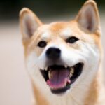 愛犬の歯磨きを始めたい飼い主のために、獣医師監修でわかりやすく解説した歯磨きの始め方と継続のコツを紹介するアイキャッチ画像
