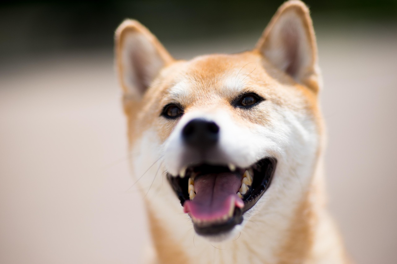 愛犬の歯磨きを始めたい飼い主のために、獣医師監修でわかりやすく解説した歯磨きの始め方と継続のコツを紹介するアイキャッチ画像