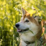 犬に与えてはいけない意外な食べ物とその理由を解説し、愛犬の健康を守るための情報をまとめたガイドのアイキャッチ画像
