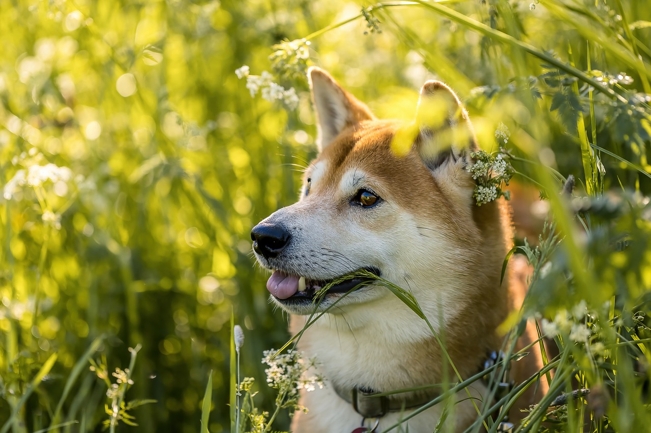 犬に与えてはいけない意外な食べ物とその理由を解説し、愛犬の健康を守るための情報をまとめたガイドのアイキャッチ画像