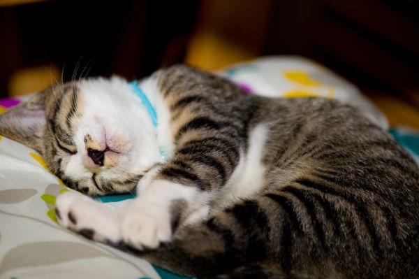 夢を見て寝言や体を動かす猫の睡眠行動とその心理的背景
