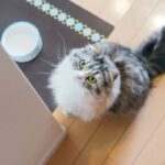 穀物不使用で動物性タンパクを重視した高品質キャットフードと健康面での科学的メリット