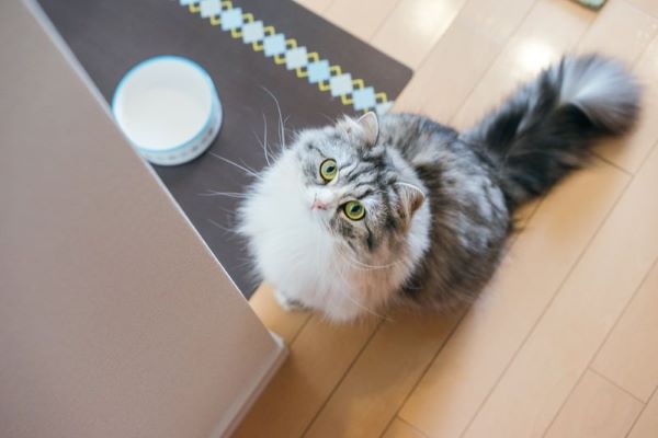 穀物不使用で動物性タンパクを重視した高品質キャットフードと健康面での科学的メリット